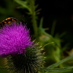 Insekt auf Blüte